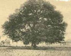 Emanicipation oak hampton